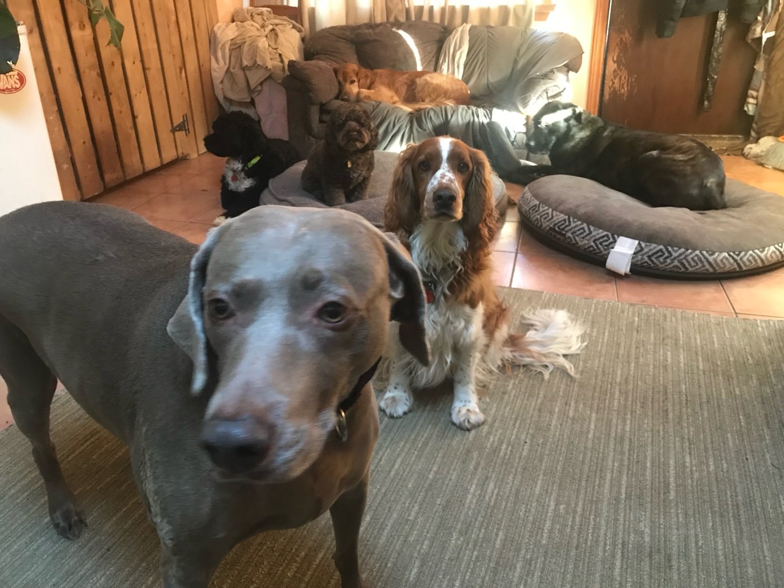 Cozy indoor room with dog beds for homestyle boarding