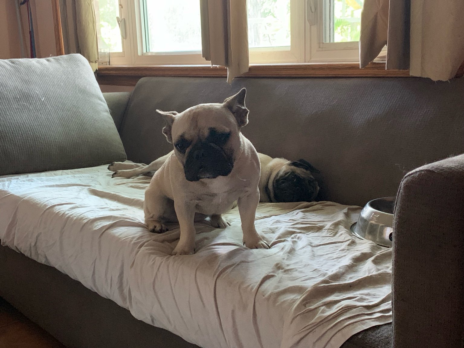 Frenchie and Pug lounging on the couch in our living room