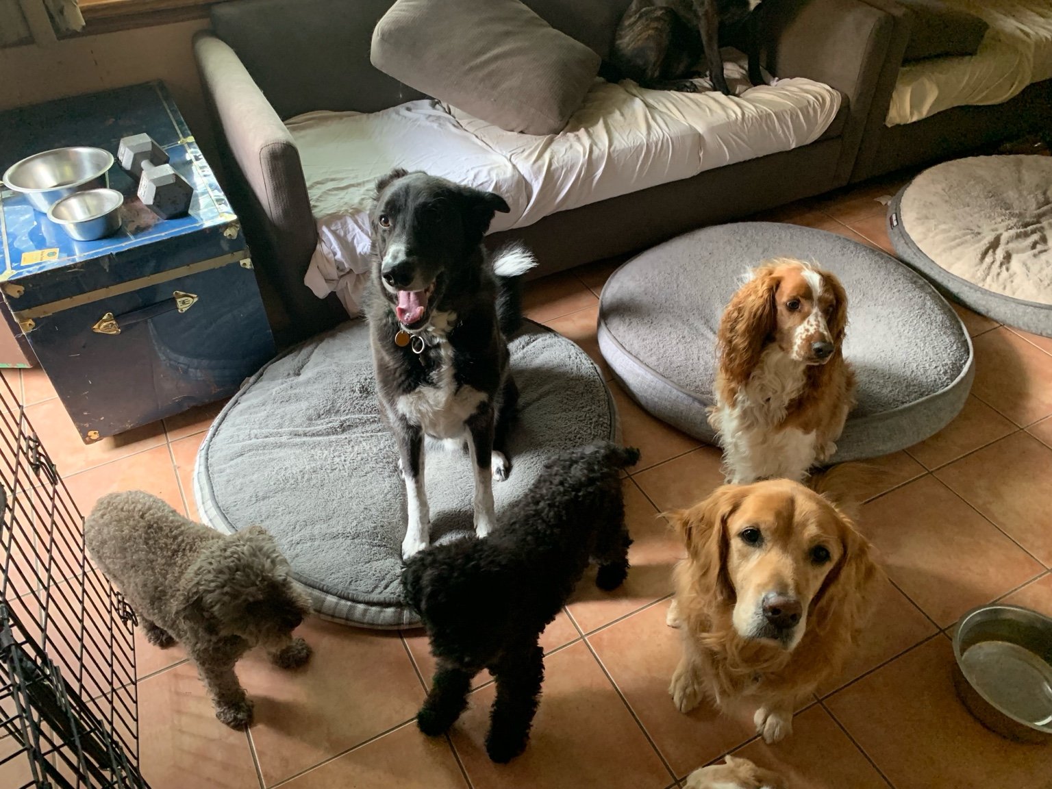 Happy group of boarding dogs resting on beds indoors