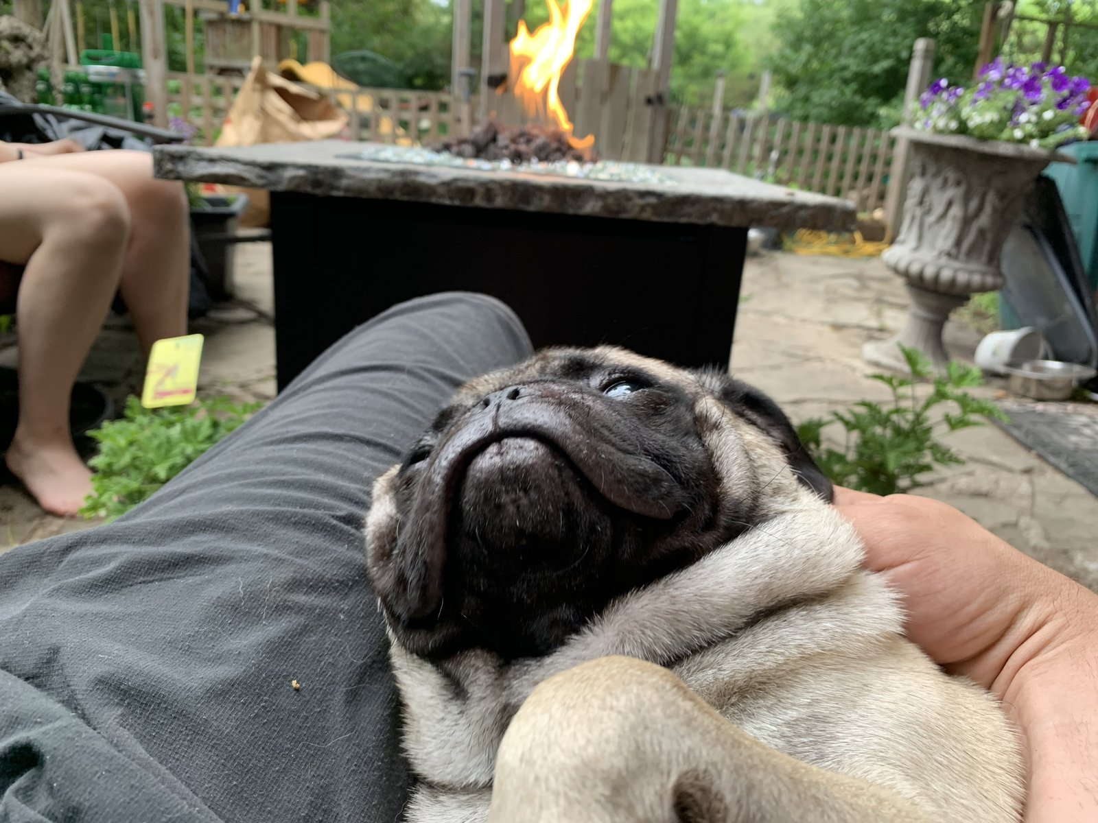 Cuddle time by the firepit during a calm evening