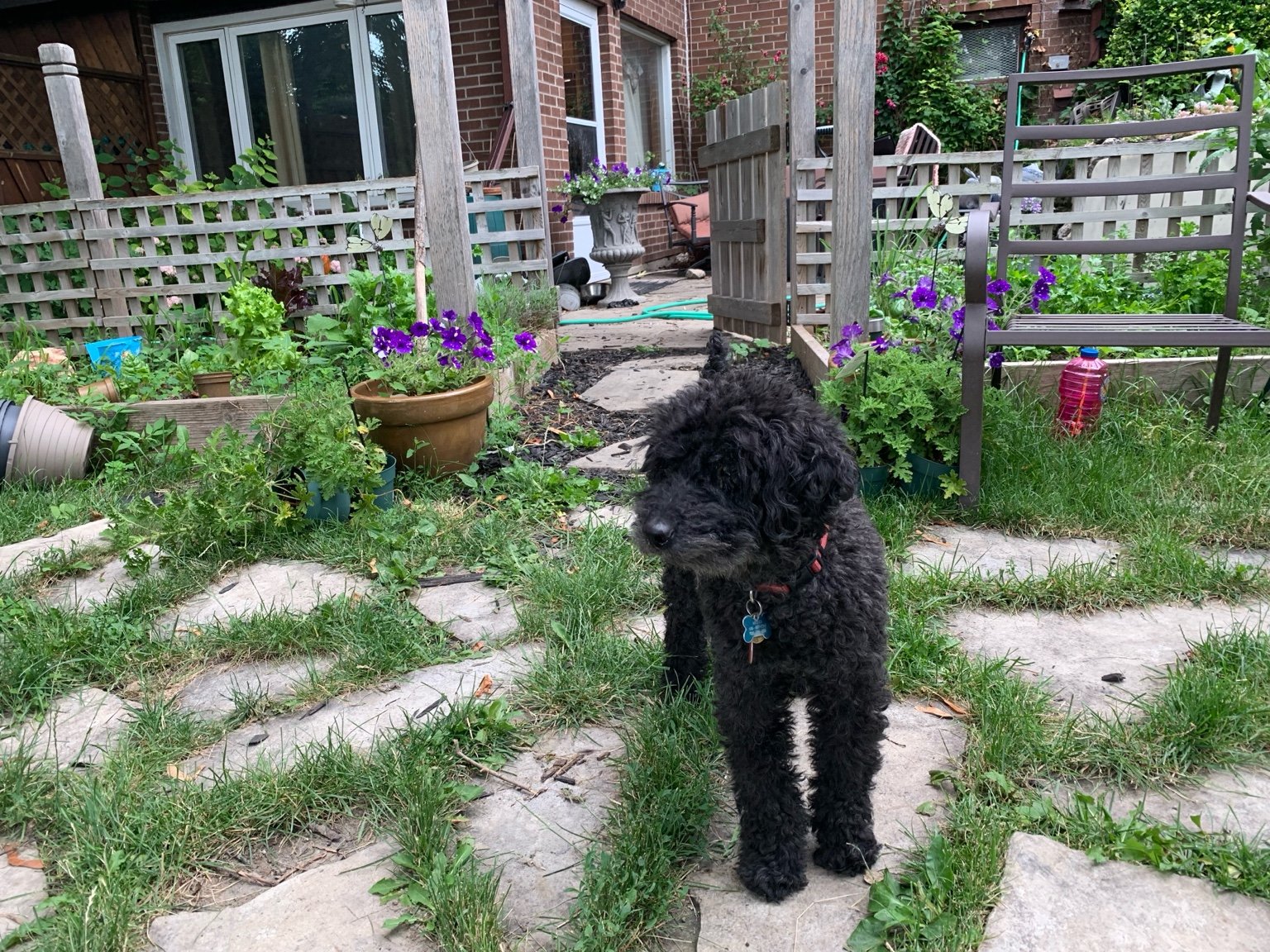 Small poodle in the garden path near raised planters